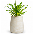 Woodara Textured Ceramic Planter