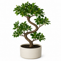 Woodara Bonsai Decorative Pot