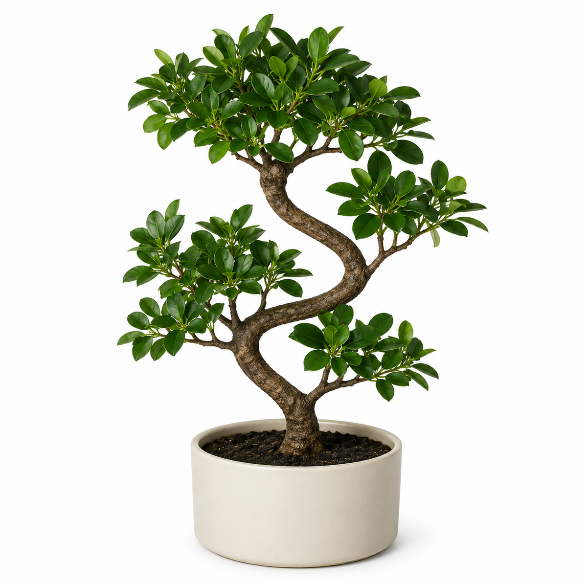 Woodara Bonsai Decorative Pot