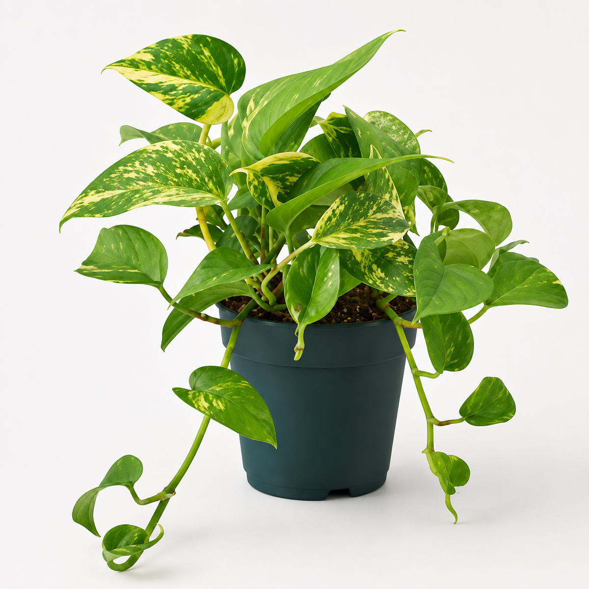 Woodara Money Plant