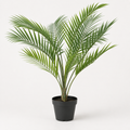 Woodara Areca Palm