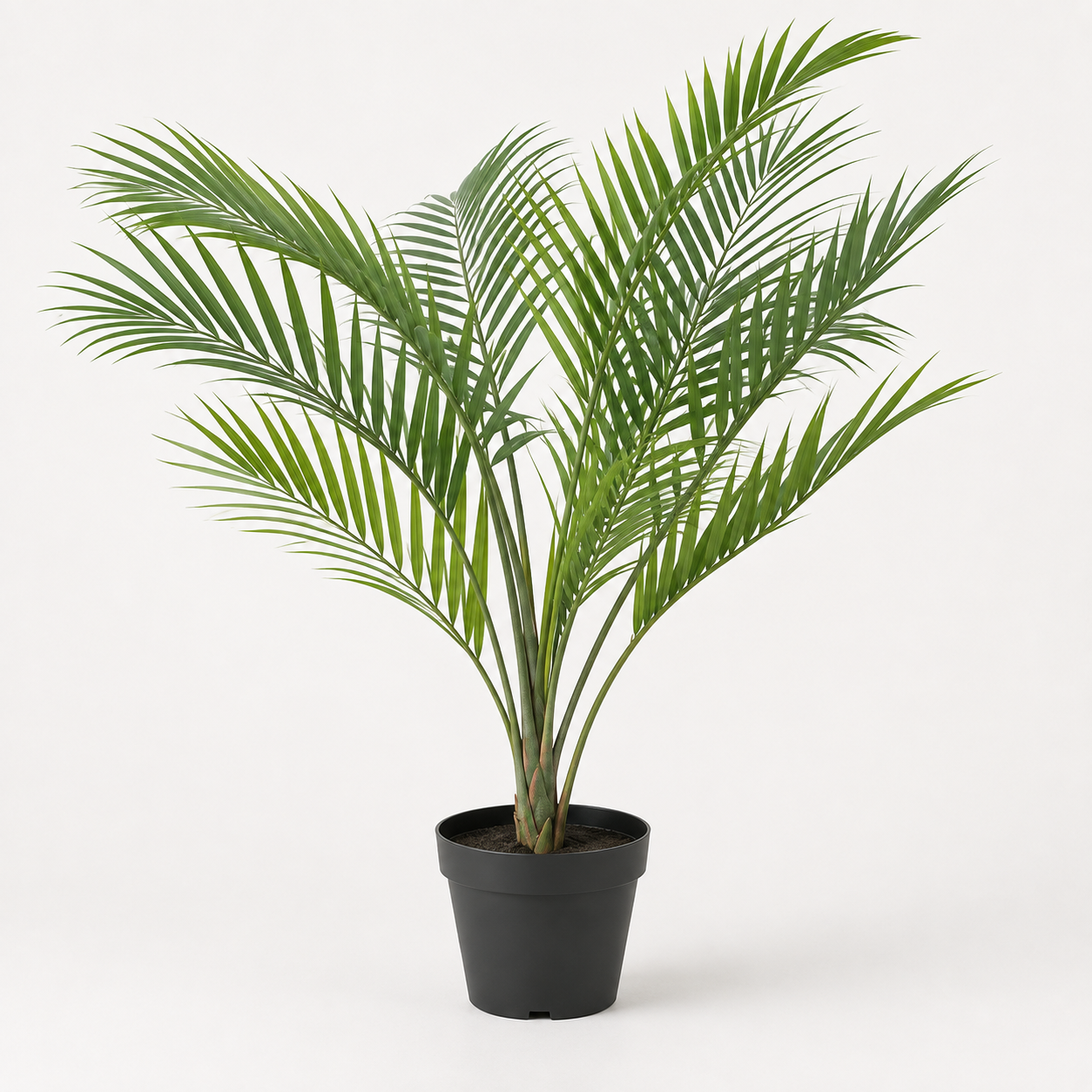 Woodara Areca Palm