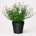 Woodara Flowering Shrub