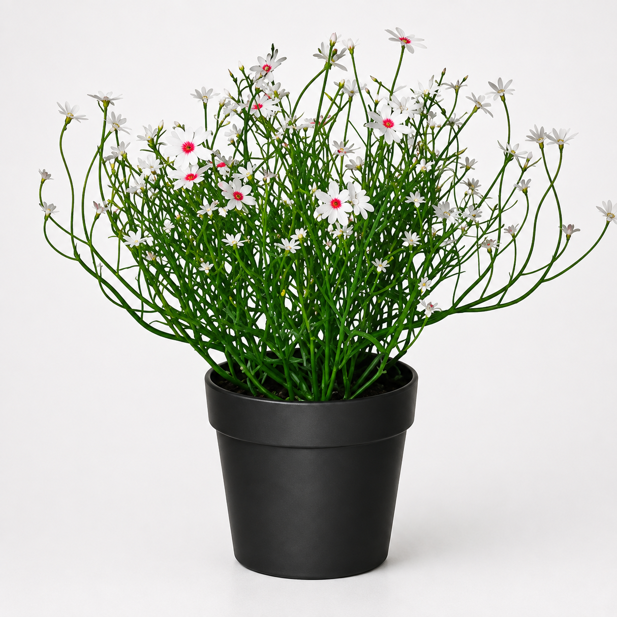 Woodara Flowering Shrub