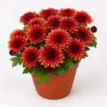 Woodara Red Chrysanthemum