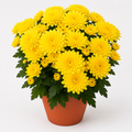 Woodara Yellow Chrysanthemum