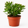 Woodara Jade Plant