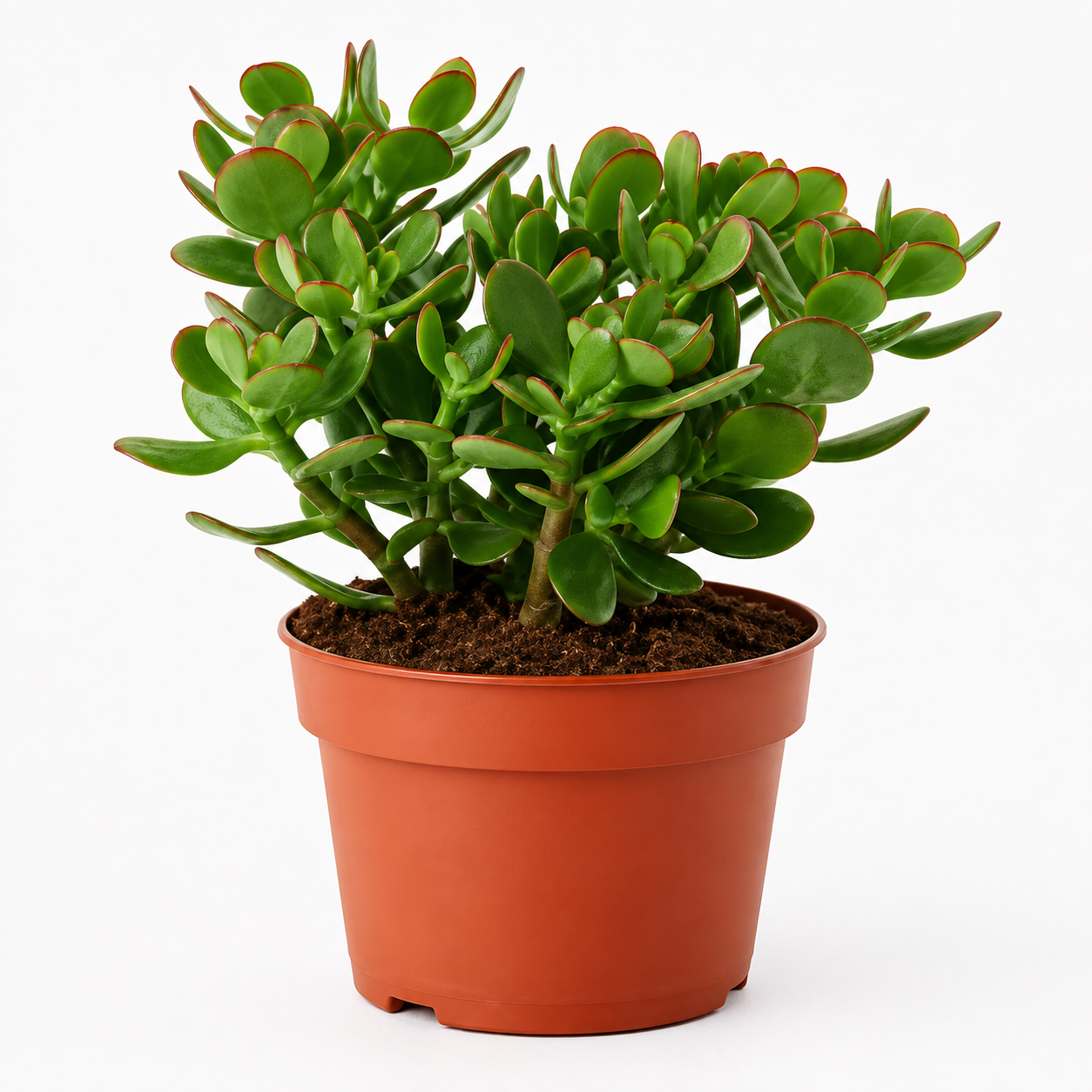 Woodara Jade Plant