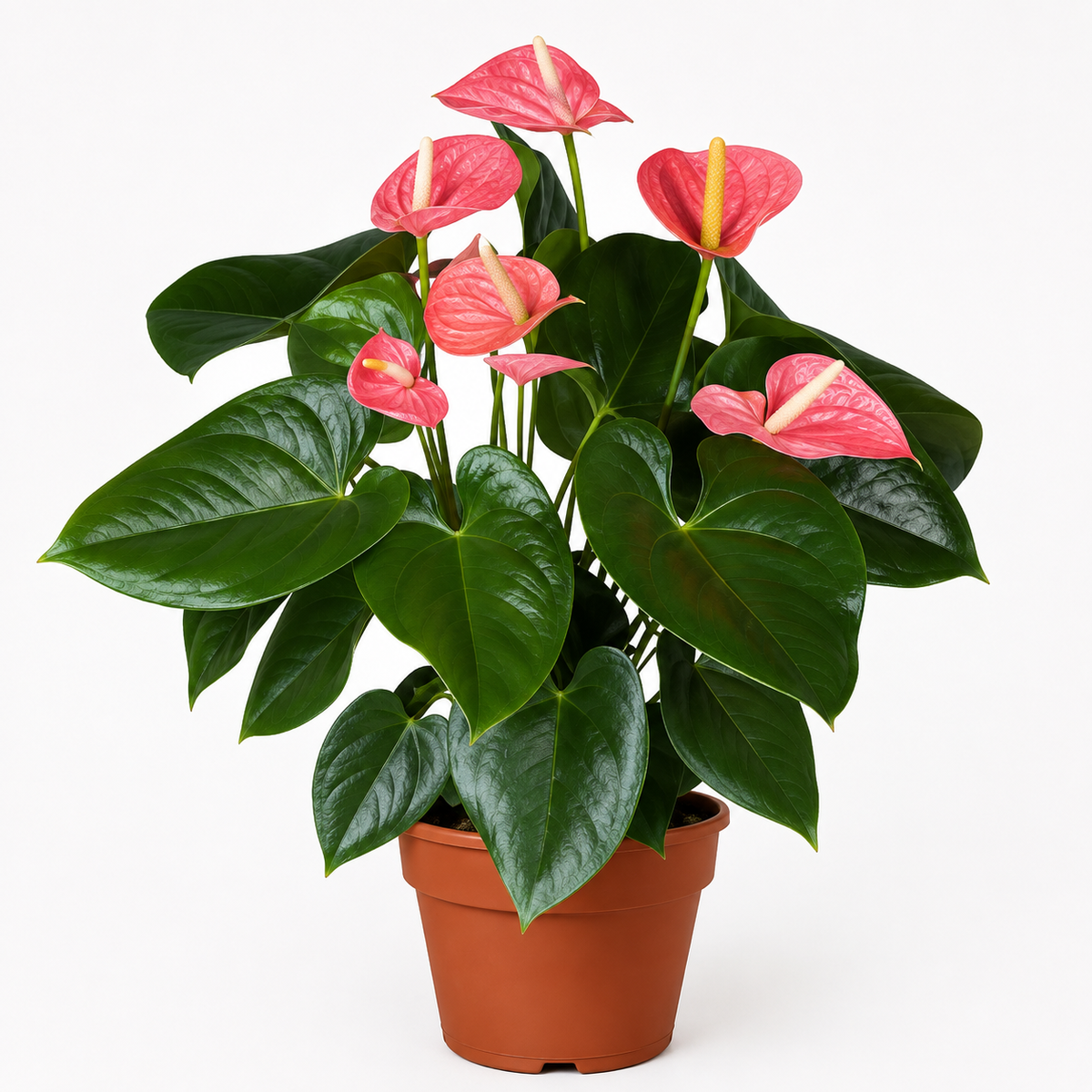 Woodara Anthurium